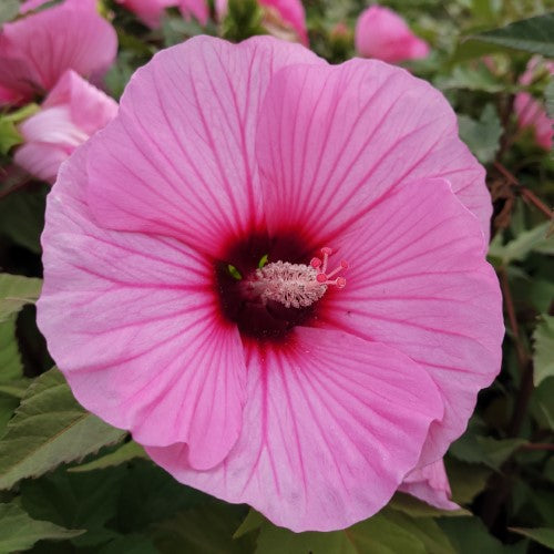 Hibiscus Perennial - ‘Candy Crush' Summerific® Rose Mallow