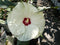 Hibiscus Perennial - ‘French Vanilla' Summerific® Rose Mallow