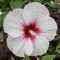 Hibiscus Perennial - ‘Dark Mystery' Rose Mallow