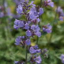 Nepeta - 'Cats Meow' Catmint