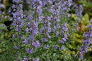 Nepeta - 'Cats Meow' Catmint