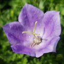 Campanula - 'Rapido Blue' Carpathian Bellflower