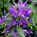Campanula - 'Bells and Whistles' Clustered Bellflower