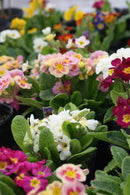 Primula - Crescendo 'Mix' Primrose