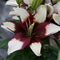 Lilium - 'Tiny Padhye' Asiatic Lily