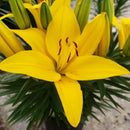 Lilium - 'Tiny Ranger' Asiatic Lily