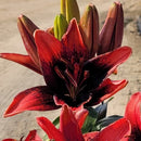 Lilium - 'Tiny Shadow' Asiatic Lily
