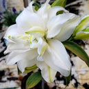 Lilium - ‘Zeta' Oriental Roselily