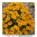 Heliopsis - 'ATHENA GOLD'™ False Sunflower