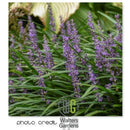 Liriope - 'Big Blue' Lily Turf/Monkey Grass