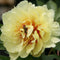 Paeonia - 'Garden Treasure' Itoh Peony