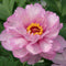 Paeonia - 'First Arrival' Itoh Peony