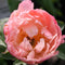 Paeonia - ‘Coral Charm' Garden Peony