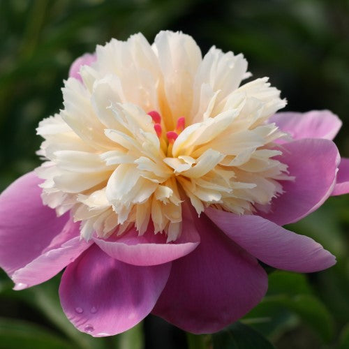 Paeonia - ‘Sorbet' Garden Peony