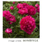 Paeonia - 'Karl Rosenfield' Garden Peony