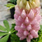 Lupinus - Westcountry™ 'Blossom' Lupine
