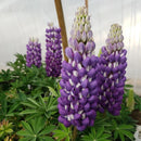 Lupinus - Westcountry™ 'Persian Slipper' Lupine