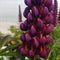 Lupinus - Westcountry™ 'Masterpiece' Lupine