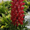 Lupinus - Westcountry™ 'Red Rum' Lupine