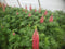 Lupinus - Westcountry™ 'Red Rum' Lupine