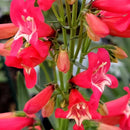 Penstemon - ‘Rose Rhinestones' BEJEWELED™ Beardtongue
