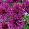 Dendranthema/Chrysanthemum - ‘Fireworks Igloo' Igloo Garden Mum