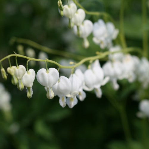 Dicentra - 'Alba' Old Fashioned Bleeding Heart