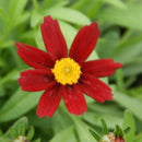 Coreopsis - ‘Red Elf' Lil' Bang™ Tickseed