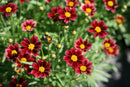 Coreopsis - ‘Red Elf' Lil' Bang™ Tickseed