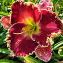 Hemerocallis - ‘Born to Run' Daylily