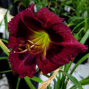 Hemerocallis - ‘Kansas Kitten' Daylily