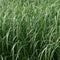 Calamagrostis - ‘Karl Foerster' Feather Reed Grass
