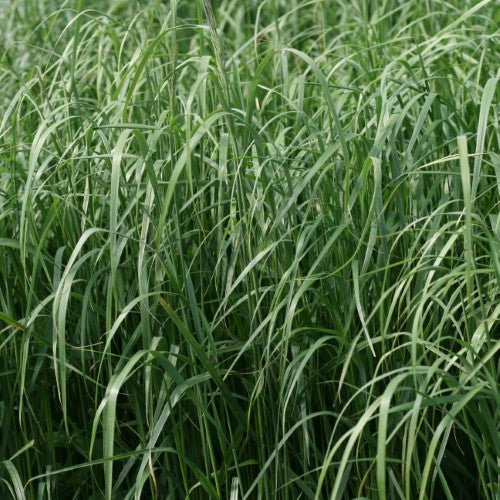 Calamagrostis - ‘Karl Foerster' Feather Reed Grass