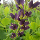Baptisia – ‘Indigo Spires’ False Indigo