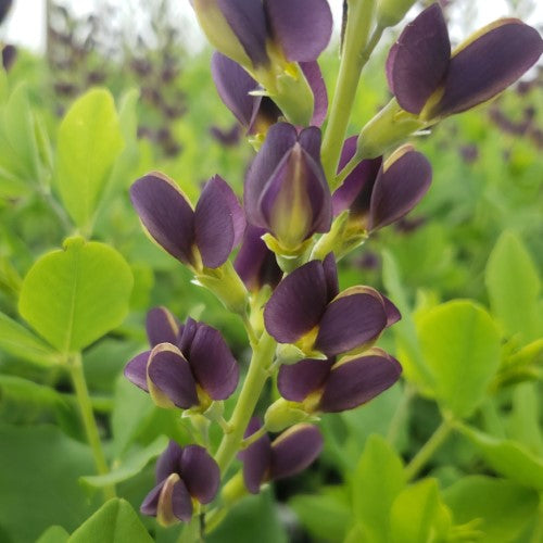 Baptisia – ‘Indigo Spires’ False Indigo