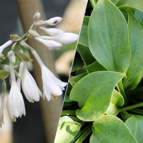 Hosta - 'Abiqua Drinking Gourd'