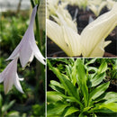 Hosta - 'White Feather'