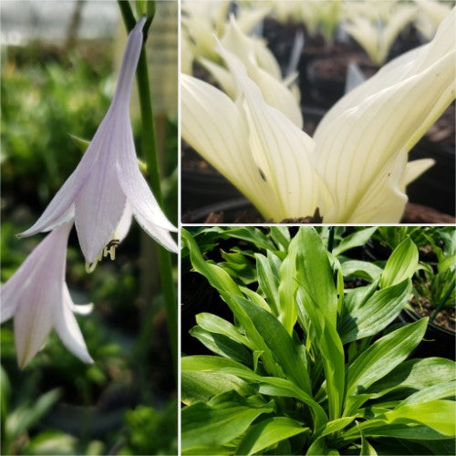 Hosta - 'White Feather'