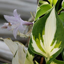 Hosta - 'Loyalist'
