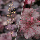 Heuchera - 'Midnight Rose' Coral Bells