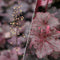 Heuchera - 'Midnight Rose' Coral Bells