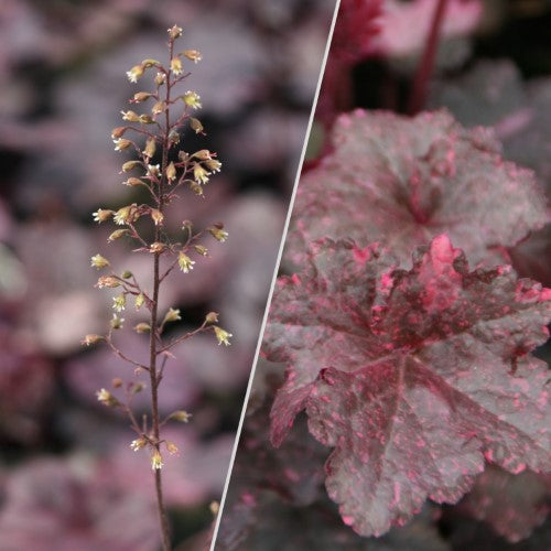 Heuchera - 'Midnight Rose' Coral Bells