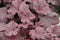 Heuchera - 'Midnight Rose' Coral Bells