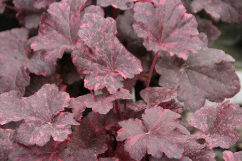 Heuchera - 'Midnight Rose' Coral Bells
