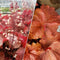 Heuchera - ‘Peachberry Ice' Primo™ Coral Bells