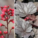 Heuchera - ‘Silver Gumdrop' Dolce™ Coral Bells