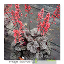 Heuchera - ‘Glazed and Infused' DOLCE® Coral Bells