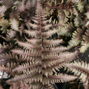 Fern - Athyrium 'Pictum' Japanese Painted Fern