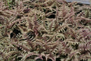Fern - Athyrium 'Pictum' Japanese Painted Fern