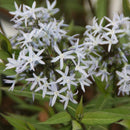 Amsonia - ‘Storm Cloud' Blue Star Flower